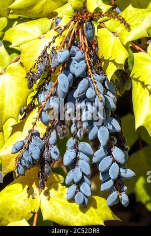 Mahonia bealei berries Stock Photo