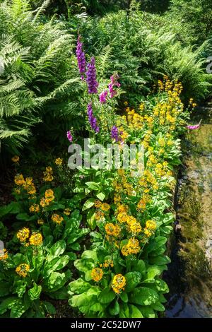 Beautiful garden scene with yellow primrose flowers grows at garden stream bank ferns Primula bulleyana Stock Photo