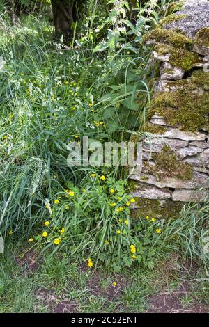 Buttercups flowering at the base of a dry stone wall near the Cotswold village of Snowshill, Gloucestershire UK Stock Photo