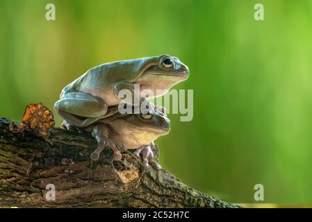 Two Australian green tree frogs on top of each other on a branch, Indonesia Stock Photo