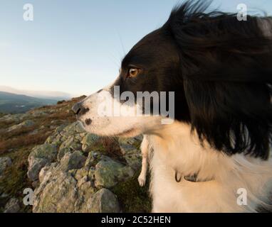 Closeup shot of a black welsh springer spaniel in a meadow under the light Stock Photo