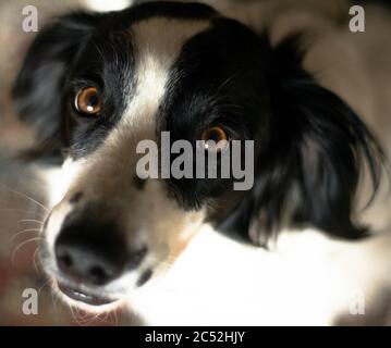 Closeup shot of a black welsh springer spaniel under the light with a blurry background Stock Photo