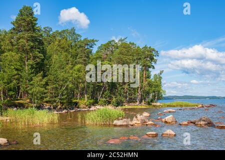 View towards a beach with a pine forest in the summer Stock Photo