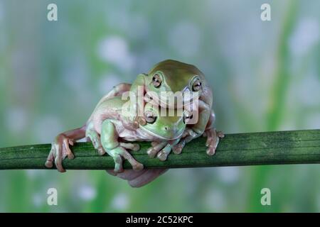 Two Australian white tree frogs climbing on branch on top of each other, Indonesia Stock Photo