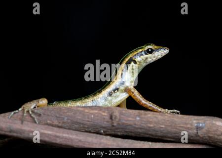 Gold striped tree skink lizard on a branch, Indonesia Stock Photo