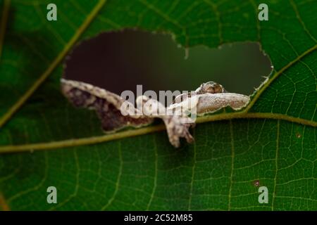 Baby flying gecko camouflage on dry leaves with black background Stock Photo