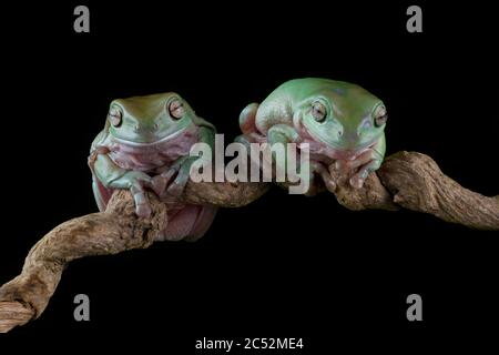 Two Australian Tree frogs on a branch, Indonesia Stock Photo