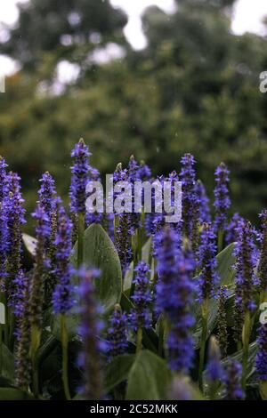 Vertical shot of English lavenders in the garden Stock Photo