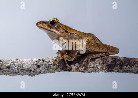 Common tree frog on a branch, Indonesia Stock Photo