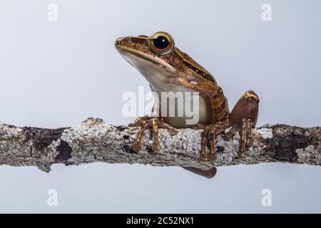 Common tree frog on a branch, Indonesia Stock Photo