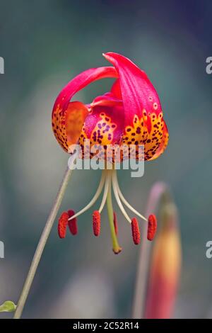 Portrait of a Pitkin Marsh Lily, Lilium pardalinum, also known as a Panther Lily or Shasta Lily, growing in the Oregon Garden near the town of Silvert Stock Photo