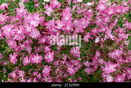 Landscape view of a mass of Red Campion (Silene dioica) flowers Stock Photo