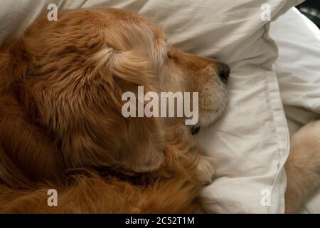 A golden retriever fast asleep on a human bed, using a pillow to rest it's head on, while it's sleeps like a human! Stock Photo