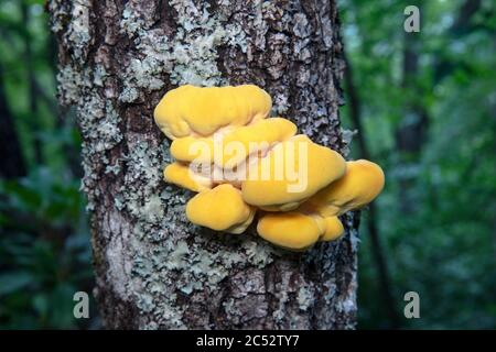 Emerging Sulphur Polypore (Laetiporus sulphureus) on tree trunk - Brevard, North Carolina, USA Stock Photo