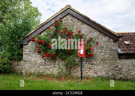 Pillar-box red Royal Mail post box and red rose in front of a stone building with red tile roof. Gloucestershire. United Kingdom. Stock Photo