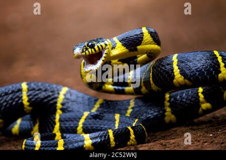 Close-up of a Boiga snake ready to strike, Indonesia Stock Photo
