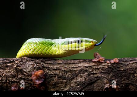 Close-up of a Red-tailed green ratsnake, Indonesia Stock Photo