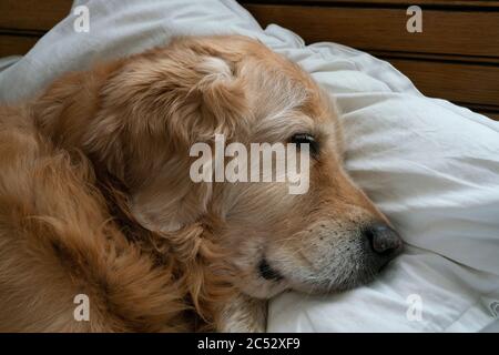 A golden retriever fast asleep on pillow. Stock Photo