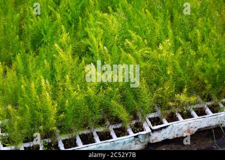 Closeup of fresh greenery of young Asparagus Fern seedlings grown in greenhouse Stock Photo