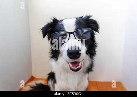 Studio portrait of smiling puppy dog border collie in eyeglasses on white background at home. Little dog gazing in glasses indoor. Back to school. Cool nerd style. Funny pets animals life concept Stock Photo