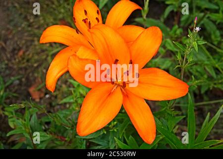 Portrait of a Wood Lily, Lilium philadelphicum, a flower native to North America, at the Oregon Garden near Silverton, Oregon. Stock Photo