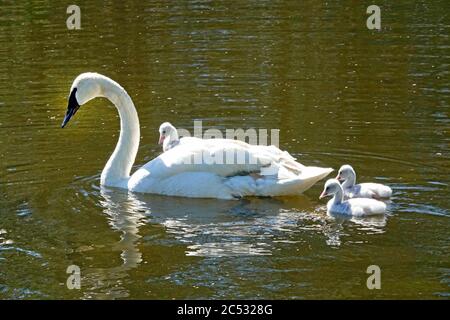 A family of trumpeter swans, Cygnus buccinator, including tiny cygnets (baby swans) on a lake in Central Oregon. Stock Photo