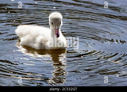 A baby trumpeter swan or cygnet, only five days old, on a small lake in central Oregon. Stock Photo