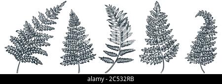 Fern leaves set, vector doodle sketch illustration. Hand drawn floral nature vintage design elements. Garden tropical plant isolated on white backgrou Stock Vector