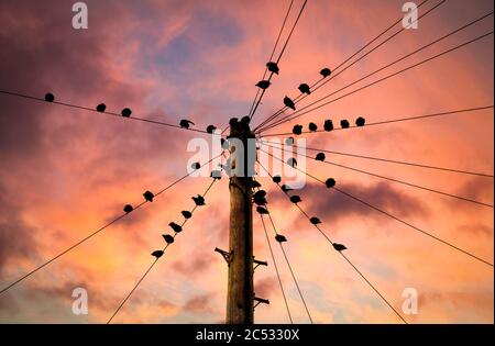 Starlings roosting at sunset Stock Photo