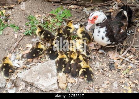 Duck with large brood of chicks Stock Photo