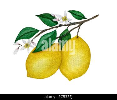 watercolor lemon branch with lemon fruits, leaves and flowers, hand painted illustration with lemons on branch isolated on white Stock Photo