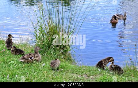 Vienna, Austria. Floridsdorfer water park in Vienna. Mallard (Anas platyrhynche) with chicks. Stock Photo