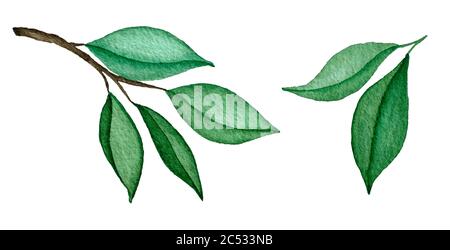 lemon green leaves isolated on white, watercolor branch decoration with leaves, green leaf design in botanic illustration Stock Photo