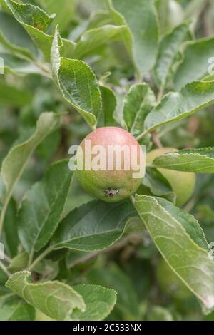 Early young forming apple growing casually on tree in UK / Cornwall  hedgerow. Some sort of Russet variety, awaiting some fortunate hedgerow forager Stock Photo