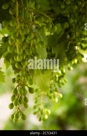 Unripe green small grapes with fresh leaves hanging in bunches Stock Photo