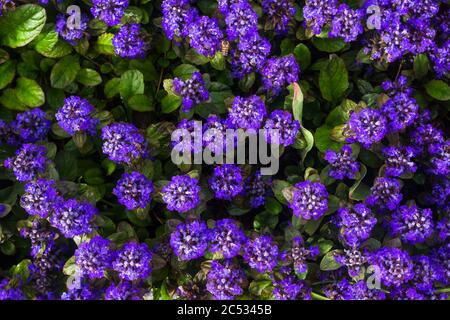 Ajuga reptans It is an herbaceous flowering plant, native to Europe.shot from above, floral blue background Stock Photo