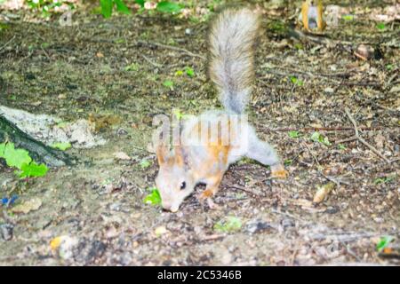 A young red squirrel looks for fallen nuts in the forest Stock Photo