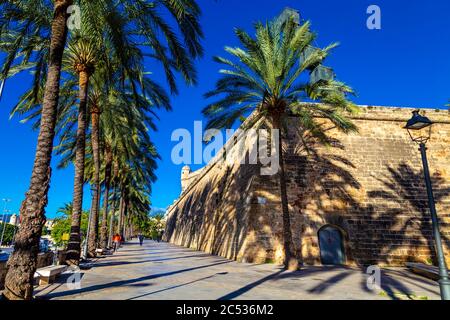 Pedestrian street lined with palm trees next to the Es Baluard Museu d'Art Contemporani de Palma, Ronda Migjorn, Palma, Mallorca, Spain Stock Photo