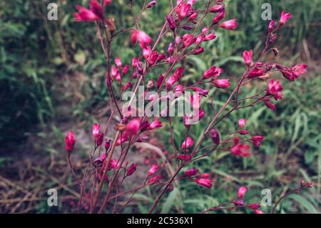 close up view of blooming outdoors pink Heuchera sanguinea Stock Photo