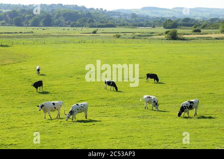 Herd of Holstein Friesian cows graze on the farmland in Axe Valley, Devon Stock Photo
