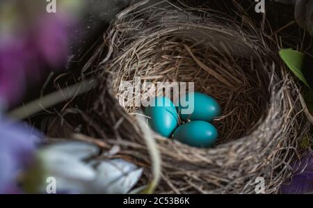 Close up of three blue robin's eggs in a nest. Stock Photo