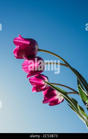 Low angle shot of bright pink tulip flowers against a blue sky. Stock Photo