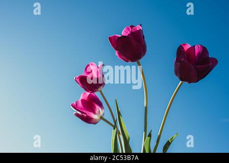 Low angle shot of bright pink tulip flowers against a blue sky. Stock Photo