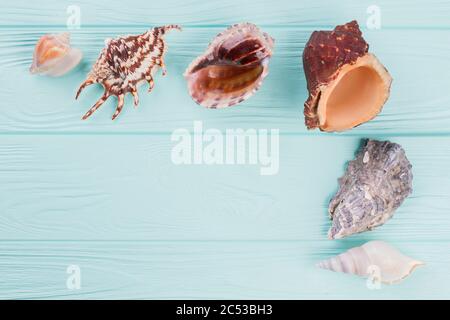 Different shaped seashells on a turquoise background. Stock Photo