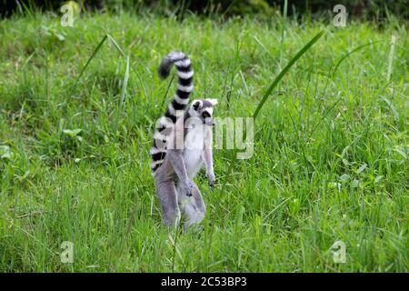 The ring-tailed lemur in the rainforest on the island of Madagascar Stock Photo