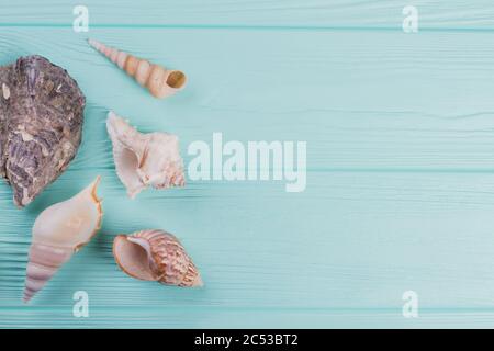 Various seashells on blue background. Stock Photo