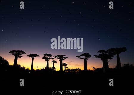 A baobab avenue at sunset with many stars in the sky Stock Photo