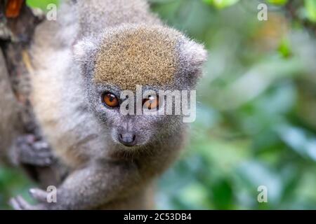 One little lemur on the branch of a tree in the rainforest Stock Photo