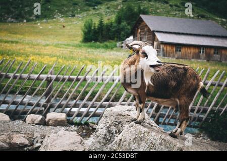 Bleating small brown horned mountain goat standing on the stone in front of wooden fence under the blooming meadow of Switzerland mountains Stock Photo