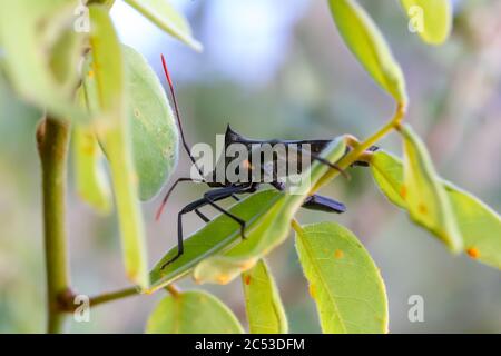 The Insect diversity on the island of Madagascar Stock Photo